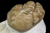 Bargain, Lochovella (Reedops) Trilobite - Oklahoma #164447-6